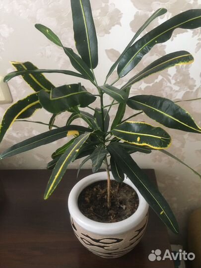 Кротон Ред банана