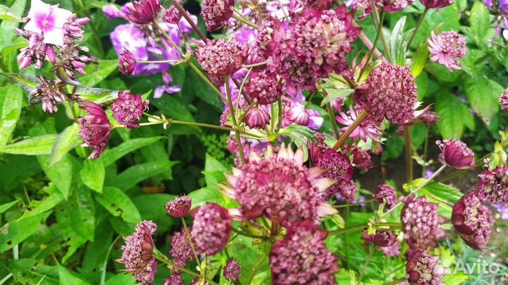 Астранция, Лилейник ранний куст или деленка