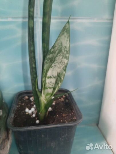 Сансевиерия зейланика