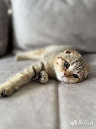 Шотландская вислоухая кошечка