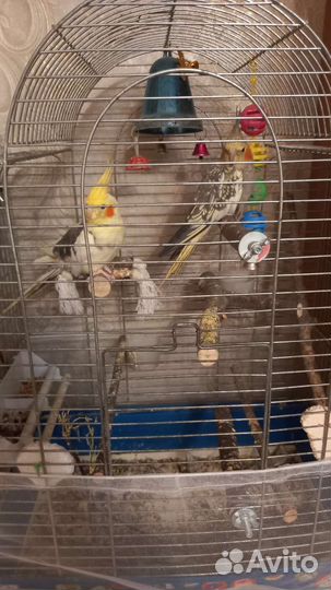 Попугаи корелла парочка