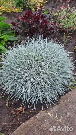 Садовые многолетники