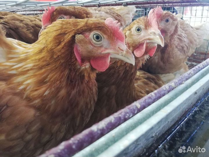 Куры Родонит (коричневые) - молодки - несушка