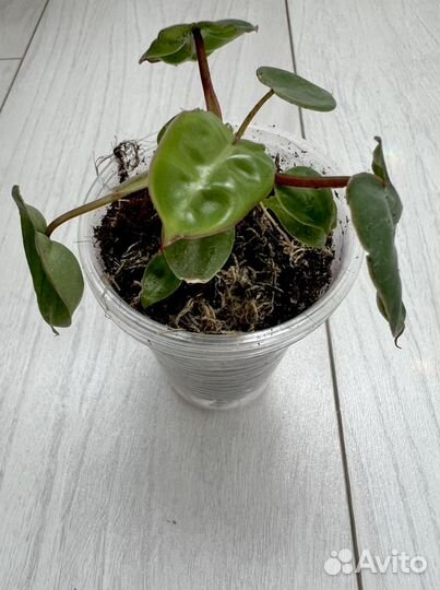 Филодендрон Биллитау Вариегатный