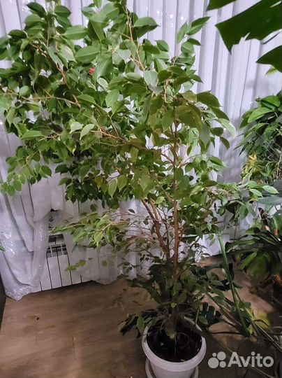 Комнатные растения