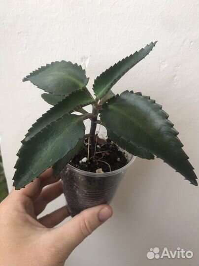 Лечебные растения