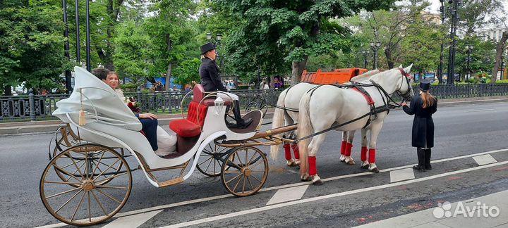 Животные на мероприятия лошади,пони,кареты,сани