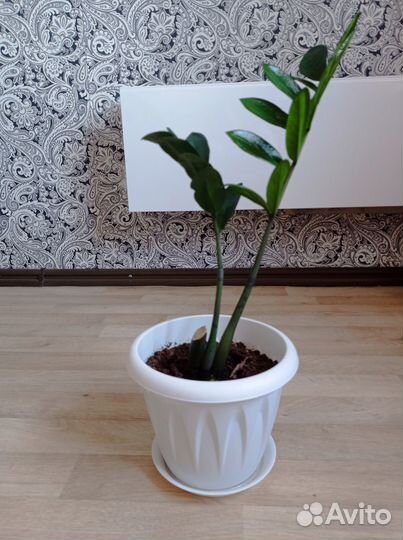 Продам замиокулькас, высота растения 50 см