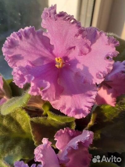 Волшебные фиалки