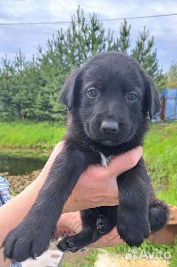 Щенки лабрадора
