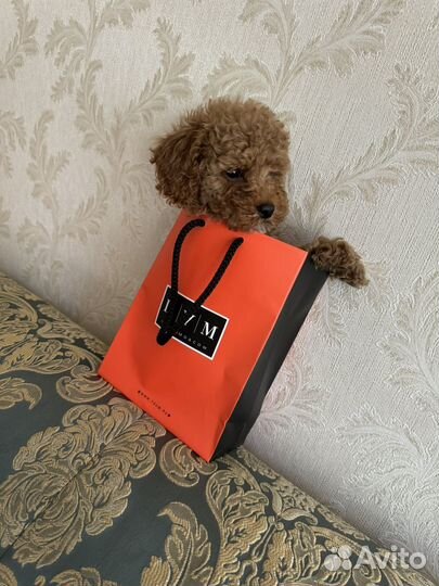 Той-пудель тикап тедди