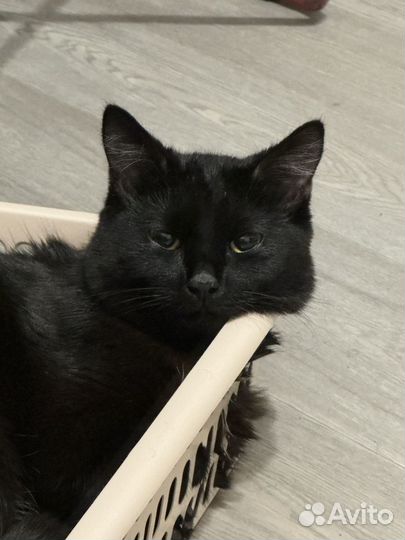 Потерялся кот