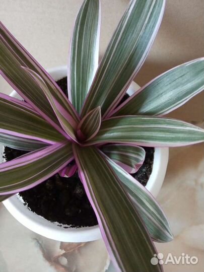 Рео(Кордилина)