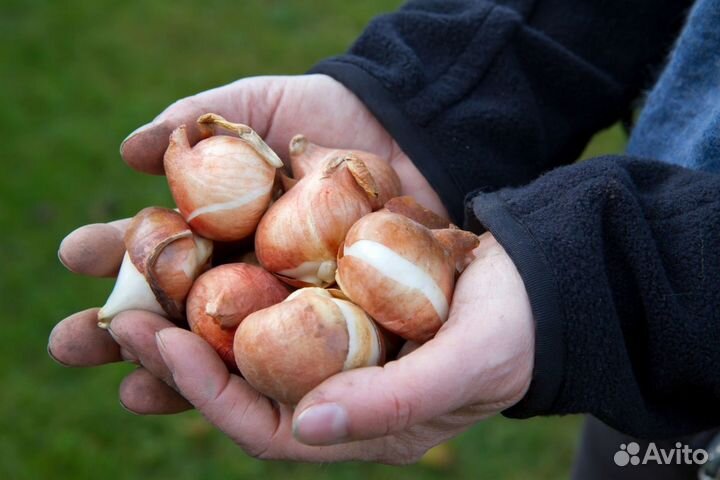 Луковица тюльпанов оптом 12;14+для выгонки