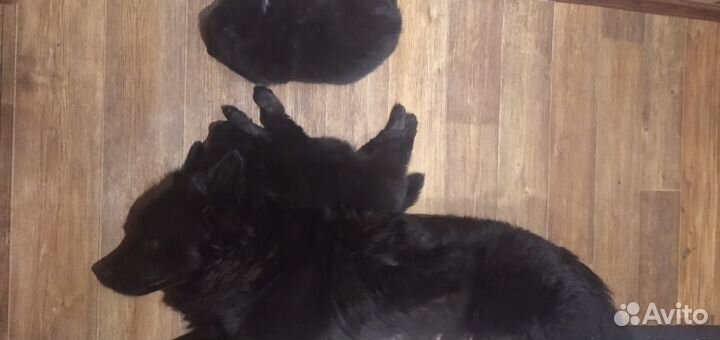 Отдам щенков в добрые руки бесплатно