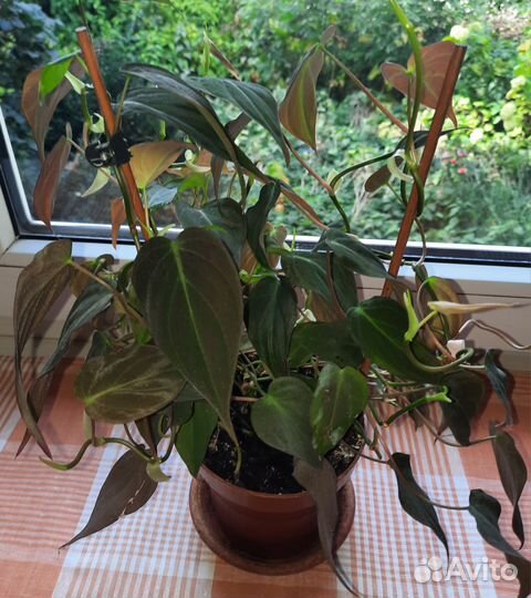 Филодендроны