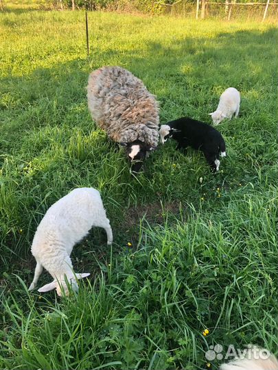 Овцы бараны