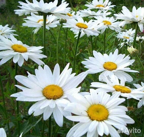 Ромашка многолетняя садовая