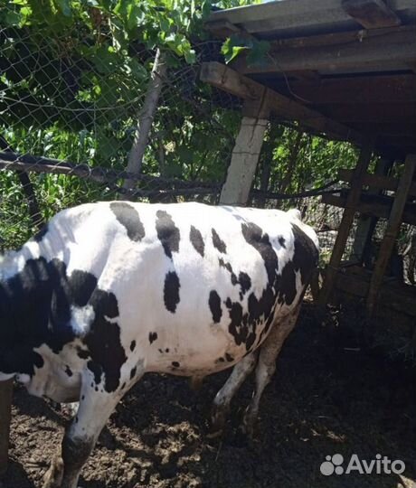 Бык на откорме