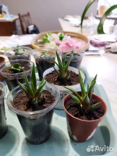 Хавортия полосатая, хавортия альба