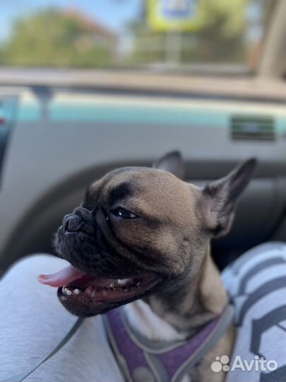 Французский бульдог