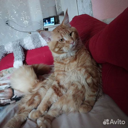 Кот мейн-кун вязка