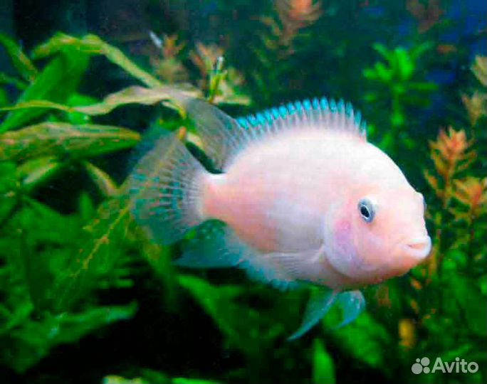 Аквариумные рыбки цихлиды