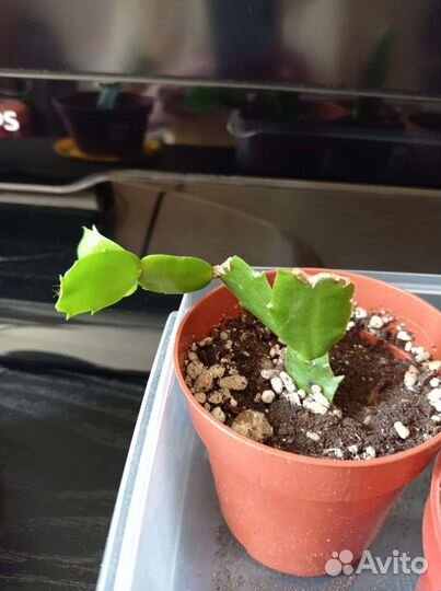 Декабрист шлюмбергера розовый-красный