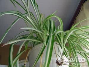 Хлорофитум хохлатый