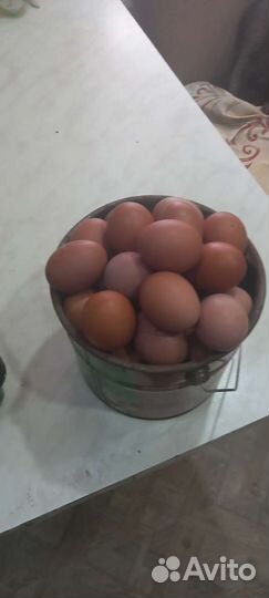 Яйца куриные, перепелиные