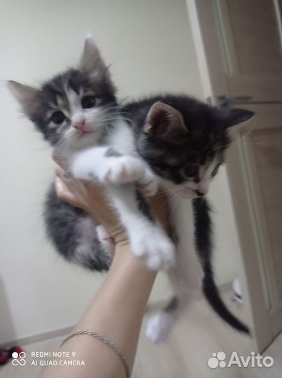 Котята