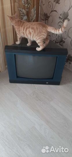Телевизор