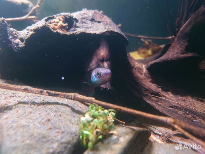 Betta sp.