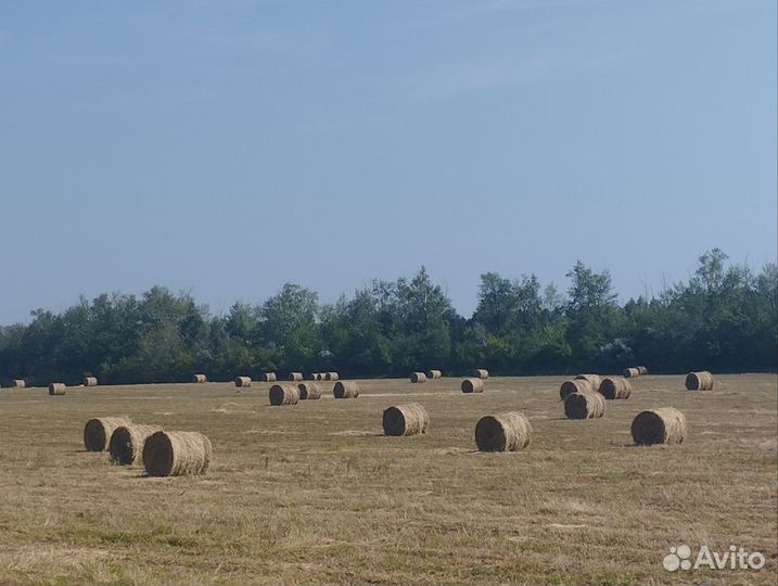Сено люцерны в рулонах