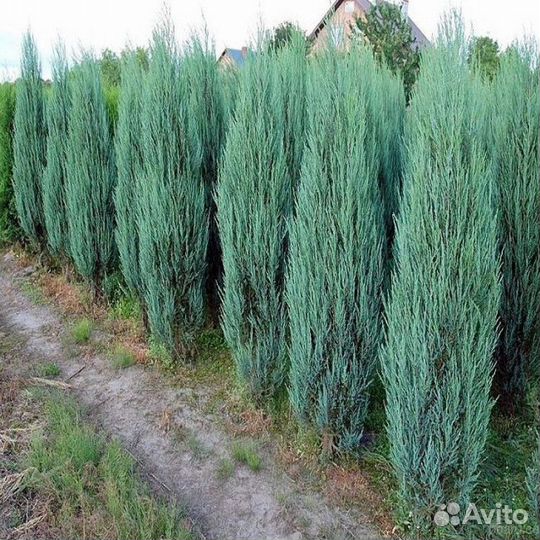 Можжевельник скальный Скайрокет