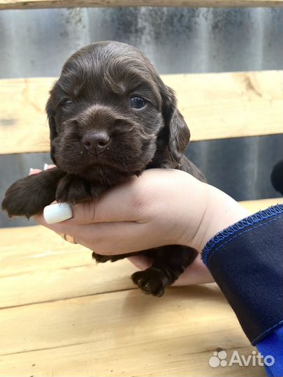 Щенки английского кокер спаниеля