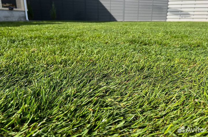 Рулонный газон с укладкой