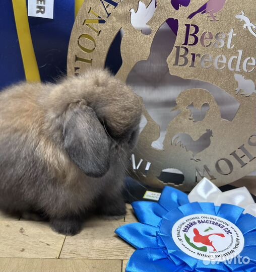 Чистопородные минилопы