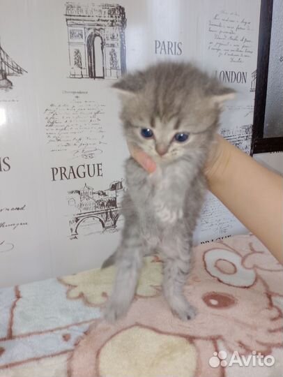 Котёнок британский