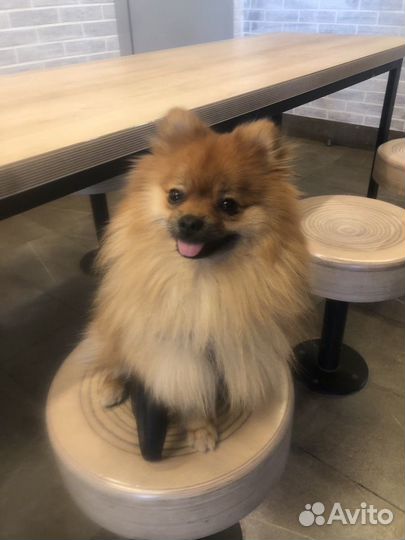 Немецкий Шпиц вязка