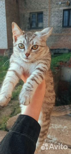 Приют для котят