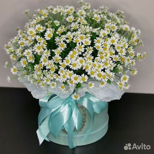 Цветы ромашки