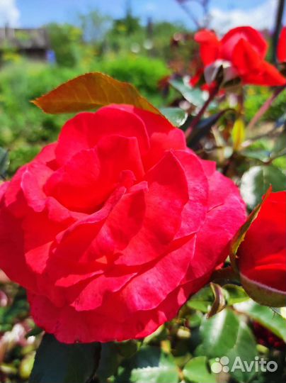 Роза Салита