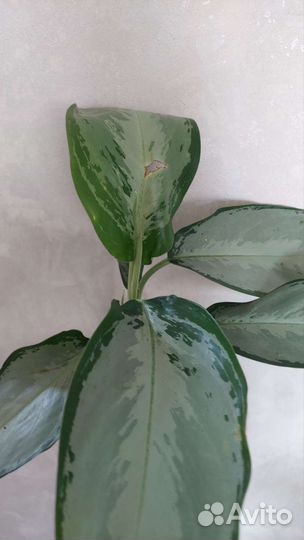 Сильверадо