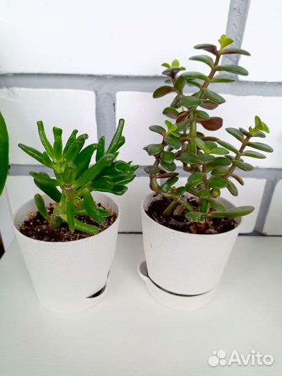 Суккуленты