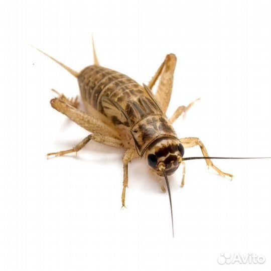 Сверчки домовые, сверчки двупятнистые, зофобас