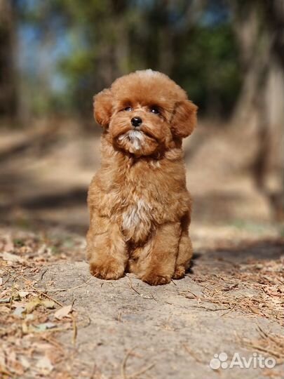 Тедди пудель девочка