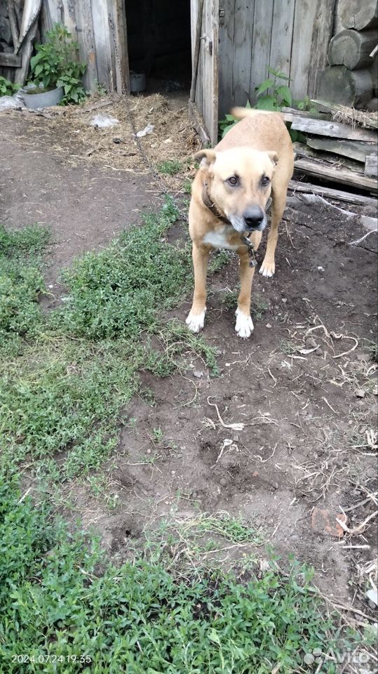 Собаки бесплатно в добрые руки