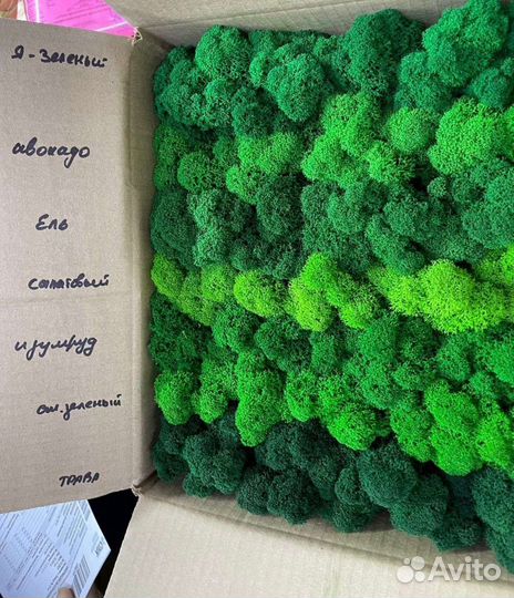 Ягель натуральный