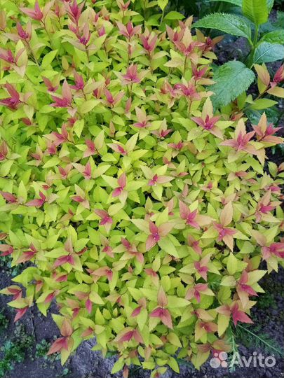 Спирея в ассортименте